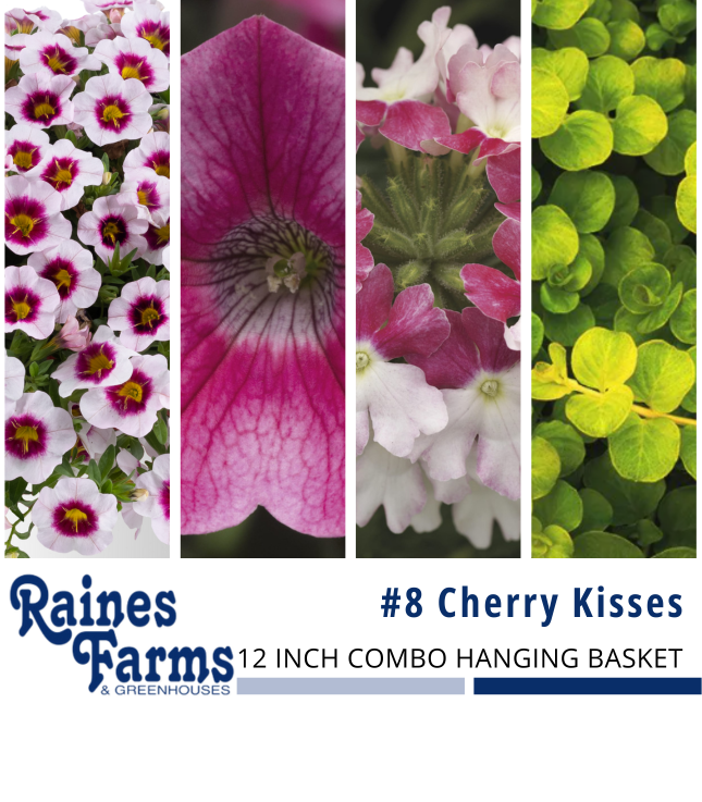#8: Cherry Kisses 12 Inch Combo Hanging Basket 